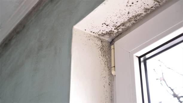 Best Mold Damage Repair  in Franklinton, LA