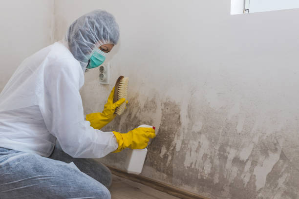 Best Professional Mold Removal  in Franklinton, LA