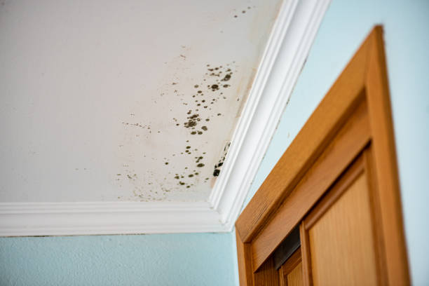 Best Mold Testing and Removal  in Franklinton, LA
