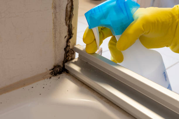 Best Fast Mold Removal  in Franklinton, LA