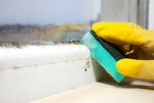 Mold Testing and Removal in Franklinton, LA