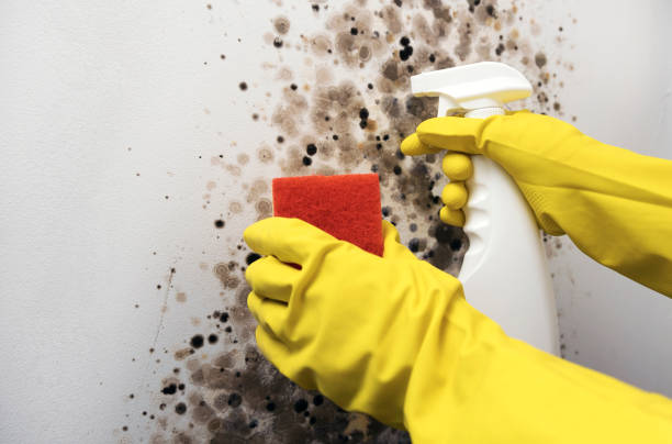 Best Home Mold Removal  in Franklinton, LA