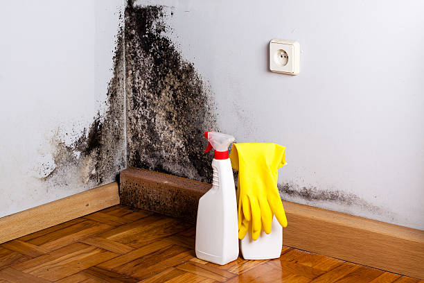 Best Affordable Mold Removal  in Franklinton, LA