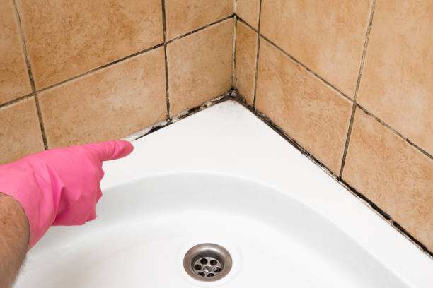 Best Black Mold Removal  in Franklinton, LA